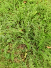 Achillea millefolium