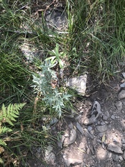 Artemisia douglasiana