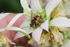 Gymnosoma