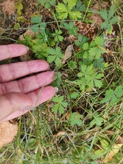 Potentilla argentea
