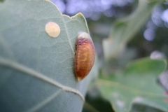 Apoda limacodes