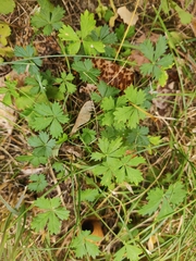 Potentilla argentea