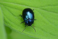 Chrysolina varians