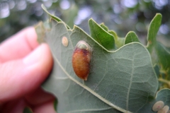 Apoda limacodes