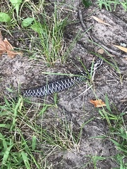 Heterodon platirhinos