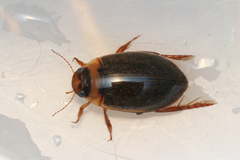 Rhantus exsoletus