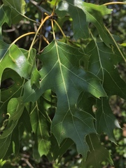 Quercus