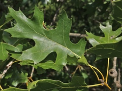 Quercus