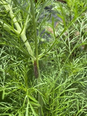 Nephrotoma wulpiana