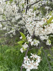Prunus americana