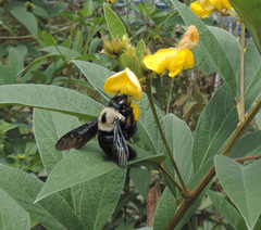 Neoxylocopa