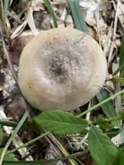 Lactarius uvidus