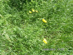 Tragopogon orientalis