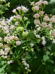 Schizomyia eupatoriflorae