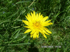 Tragopogon orientalis
