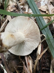 Lactarius uvidus