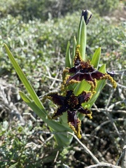 Ferraria crispa