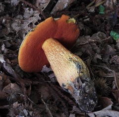 Suillellus luridus