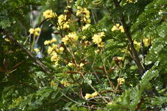 Peltophorum pterocarpum