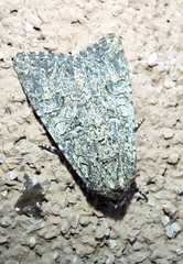 Anarta trifolii