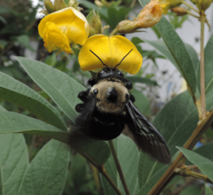 Neoxylocopa