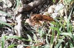 Asilus crabroniformis