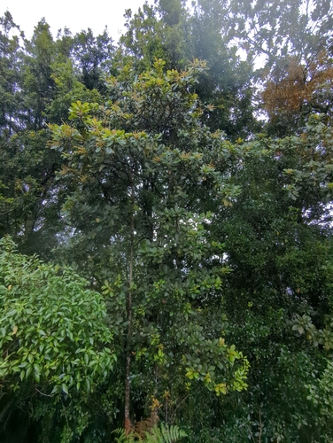 Image of Clethra mexicana by (c) Alan Rockefeller, some rights reserved (CC BY)
