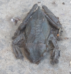 Osteopilus dominicensis