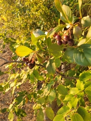 Aronia melanocarpa