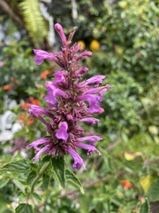 Agastache palmeri