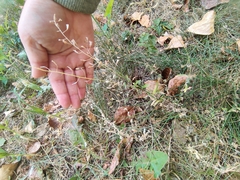 Capsella bursa-pastoris