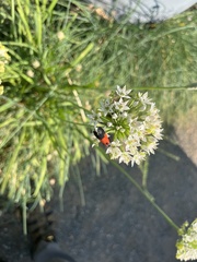 Lycomorpha pholus