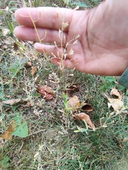 Capsella bursa-pastoris