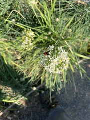 Lycomorpha pholus