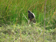 Rostrhamus sociabilis