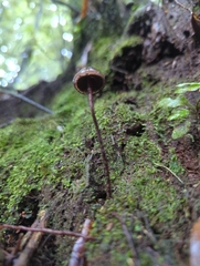 Psilocybe neoxalapensis