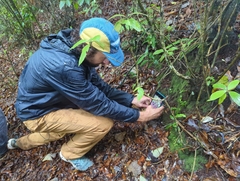 Psilocybe neoxalapensis