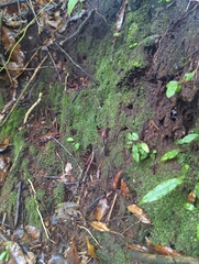 Psilocybe neoxalapensis