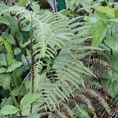 Thelypteridaceae