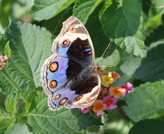Junonia orithya