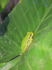 Hyla orientalis