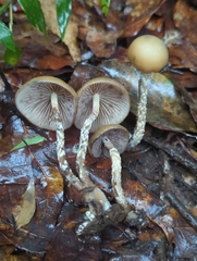 Psilocybe zapotecorum