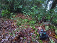 Psilocybe zapotecorum