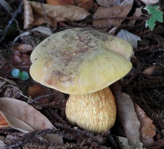 Suillellus luridus