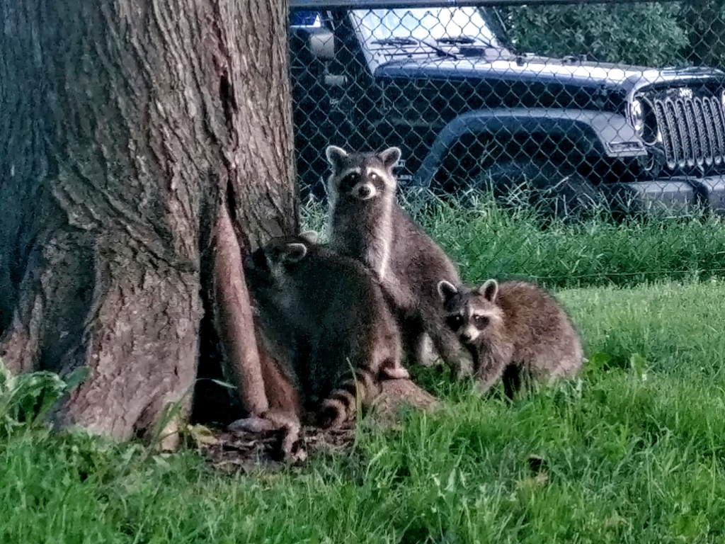 Sw Raccoon Common Raccoon from 2301 Ohio Dr SW, Washington, DC 20024, USA on ...