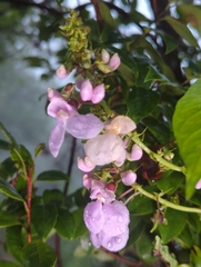 Phaseolus vulgaris