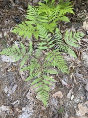Pteridium