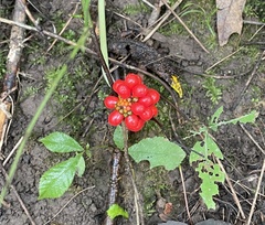 Arisaema triphyllum