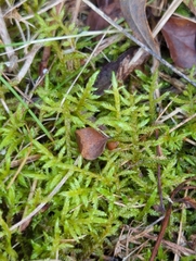 Pleurozium schreberi