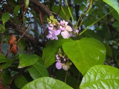 Phaseolus vulgaris